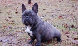 Registered Blue French bulldog Puppies
This beautiful puppies are now ready for a new home :) !
With more than 10 years of experience breeding blue French bulldogs, this is already our 4th generation :)
They are registered, come with 2 rounds of shots and