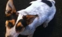 I am offering a seven month old jack russel blue heeler cross for whoever wants her and will take care of her I have to get rid of her due to my wife being allergic to her she would have to be an indoor dog as she has short hair she is great with kids and
