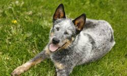 1 year old blue heeler.  Needs to go to a ranch where he will be used.  Potential to be a great cattle dog with more time.  Good with other dogs, a bit shy but will warm up to you if you give him time.  Sadly have to get rid of him, don't have a job for