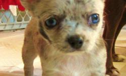 BLUE MERLE CHIHUAHUA PUPPY FOR SALE...HE WILL BE VET CHECKED,FIRST NEEDLE AND DEWORMED...MOM IS A LONG HAIRED CHOCOLATE CHIHUAHUA,DAD IS A REGISTERED BLUE MERLE..ZAZU IS A SWEET VERY LOVING BOY WHO LOVES PEOPLE,HE IS THE SMALLEST OF HIS LITTER AND WILL BE