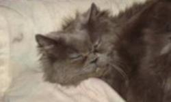 I have a female blue persian (Spayed) 5 or 6 years old named Smokey
Male seal point persian himilyan (neutered) 9 years old named Coco
We have to rehome them unfortunately as we are due with our 2nd baby very soon and cannot give them the attention they