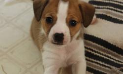 These puppies come from two wonderful breeds of dogs, the Boston Terrier and the Beagle. Males and females available. Dogs will be vet checked, dewormed and will come with their first vaccinations. Pups are being raised in a family home around young