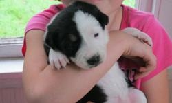 Our Border Collie puppies were born on October  4 They will have their first needles,be vet checked  and be dewormed before being purchased.MALES-2 FEMALES-4 ready to go in dec pics 1 and 2 boys and 3to 6 girls the last 2 pis are the father and mother
