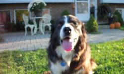 Hi, I am 8 years old and have a very good temperament,love everybody.
My owners think I would make a great friend for an older person who can spend the time with me that I deserve. I have a knee that gets sore when I run to much so daily walks is all I