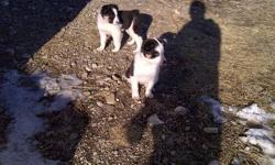 for sale  8 week old tri color pure bred female border collie puppy, last one from a litter of 7, from working parents, 400 obo, call   403 382 8633