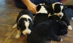 Only one little boy left. Classic border collie markings, and a long tippy tail.  Unique brindle coloring(looks like gold frosting throughout his coat). We breed these dogs for temperment. They are not highstrung. They are very trainable and do well in a