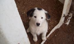 Border collie blue heeler cross pups
only 2 males left. Mother is a working farm dog.
Contact Mary 6134782340
$200 each