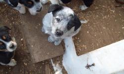 Border collie cross blue heeler pups
Males only. Ready to go Nov 5 to 19
Mother is a working farm border collie dog.
Call Mary at 6134782340