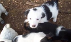 Border collie blue heeler cross pups
only males left.  Mother is a working farm dog.
Contact Mary
$200 each