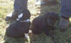 I have 2 adorable Border Collie cross pups for sale. Both male. One solid black and one black and white. Mom is pure bred Border Collie and dad is a Red Tick Cougar Hound Retreiver cross.  Mom is bred for working animals and loves cuddles. Dad is playful,