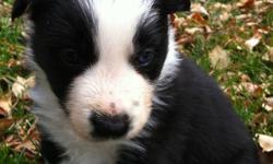 Border Collie pups from working dam and sire for sale to good homes.
This ad was posted with the Kijiji Classifieds app.