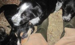 3/4 Border Collie, 1/4 Kelpie pups. 3 females, 3 males. Excellent working dogs or pets for an active family. Socialized with young children, cats, chickens and sheep. Mother shows a lot of natural herding instinct and is incredibly gentle and patient with