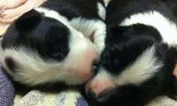 These puppies will go to APPROVED HOMES ONLY
 
Our two beautiful Border Collies have had their first litter! This litter is very special to us, so we would like to find the perfect 'working' homes for them. This doesn't mean you need to be a farmer, but