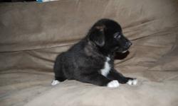 Border collie x pup 1 pup male ready to go comes with vet check 1st shots and dewormed, mother purebred border collie father golden retriever