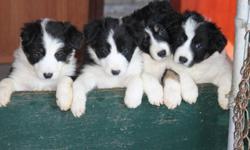 border collies puppies
mom from N.B. and dad from Alberta
will be vet checked and first needled before ready to go.     582 3739