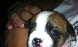 Mix of Boston terrier and peeka-poo three males three females
This ad was posted with the Kijiji Classifieds app.