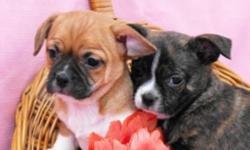 Puppies mom (Scarlette) is a beautiful colored boston x pug and their father( josea) is our handsome little chihuahua. The tan puppy is the female and the dark brindle is the boy.Delivery to calgary, airdrie is possible.Puppies come with their first