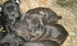 Beautiful loving/social puppies.Personalities you cant help but love. 2 chocolate brindle boys and 1 blk female left. Have 1st shots. Call 306-242-3788 or 306-381-7751 for more info. YOU WILL ABSOLUTELY( LOVE THEM) WHEN YOU MEET THEM!!!!!!!!! Give me a