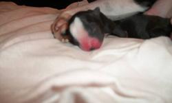 3 Boston Terriers...All Males. Pups will have tails and dewclaws removed, will be vet checked, vaccinated and de-wormed. First come first serve for pick of the litter. Pups will be available to see at 3 weeks old. 200$ Deposit required to hold pup.
Have