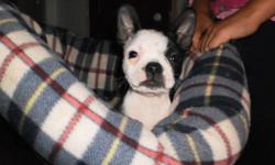 have a male and female pure breed boston terrier .deworm no needles,healthy. parents here . mat trained ,raised with kids loved to play,cuddle,  now asking $400 please e-mail mailto:princess_81@hotmail.ca
 
pictures available by e-mail
 
thank you !!