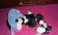 Boston Terriers are good natured, intellegent, & polite with a sence of humor:)
3 males, 1 female.
All puppies arrive to their new homes dewormed 2x, vet checked, first inocculation. These cuties are all raised in home setting, with both parents on site.