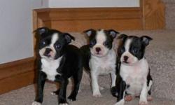 We have 4 pure boston terrier puppies.
One male (with the green gator) and 3 pretty little girls
They have their first shots
and are very happy and healthy-
come with a vet health record and some feed to begin with
both parents are pure bred boston