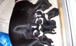 On Oct 25 our pure bred Boston Terriers had five beautiful healthy Boston Terrier puppies ? four females and one male.  They will be ready to go to approved homes on Dec.20.   They will have first vaccine, dewormings and vet checked.   They have very nice