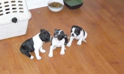 Boston Terrier puppies for sale.  Three males and two females still available.  Will be ready for their new loving (pre-approved) homes Dec.2.  $800 for males and $1000 for females.  Pics # 2 and 5 are females, #3,4 and 6 are males, and the last pics are