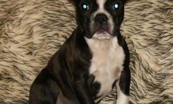 Boston terrier puppies.  We have two male puppies still available, these adorable babies are ready to go to loving permanent approved homes!  They are registered, microchipped, have had their second shots, are dewormed, dewclaws removed and started on