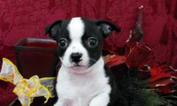 Beautiful markings and colors! Puppies in both pictures are females. These puppies have all of the Boston Terriers looks but will be smaller in size. Puppies come with a Health Guarantee, they have been dewormed and received their first, and second