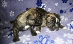 Beautiful little Bugs(1/2 Boston Terrier x 1/2 Pug) puppies, 1 male and 1 female, great personalities. They come with shots to date and deworming. Ready to go January 4th. To good pet homes only. For more information call 1-204-347-5517.