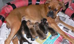 We are pleased to anounce the birth of 6 beautiful boxer puppys. One perfectly Sealed female and one Brindle male remain. They have first shots-deworming, and tails-dewclaws done as / standard but are not registered. These are very special dogs, from a