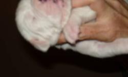 PUPPIES FOR SALE READY TO GO DEC /10/2011 JUST BEFORE CHRISTMAS . MOTHER IS ON SITE AND FATHER COULD BE. VERY WELL MANNERED I HAVE PUPPIE FROM LAST TWO LITTERS. SO YOU WILL SEE AROUND HOW BIG THEY WILL BE. PLEASE CALL ME . AND WILLING TO TAKE PAYMENTS