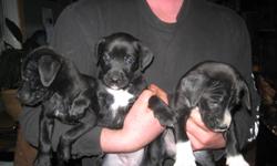 We have 10 adorable Boxer Chow Chow cross pups for sale. 4 light brindle, 2 black and 4 that are black with some white on their face. Very cute friendly puppies asking $400 ea. Please call 403-846-9563