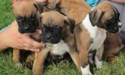 BOXERS-Like little miniature adults - happy healthy and playful.  The cutest little boxers you've ever seen.  They love to cuddle and love attention.  They run with the big guys; makes great addition to your family or excellent guard dogs.  Father CKC &