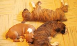 8 weeks old boxer puppies , 1st shots ready to go $700 for fawn puppies $800 for brindle puppies i have 3 females and 3 males if interested please call 1-306-764-0867 after 2:00 pm or email mailto:winter_cowgurl@hotmail.com