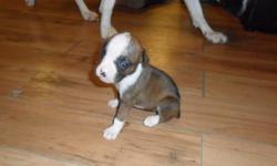 Hi i have 8 beautiful boxer puppies for sale.
Will be ready to go to their new
homes on oct 6 2011
There are 3 male and 5 females.
There are 3 white with patches and 5 brindle.
They are very healthy and playful.
Come with tails docked and first shots.