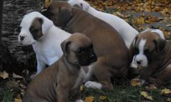 CKC Registered Boxer Puppies for sale! Ready to go NOW!!!. They get lots of attention and outdoor activity. Puppies come with Dew claws removed, Tails docked, De-wormed, 1st shots and Micro-Chipped. Also includes a puppy starter package* (some food,