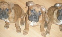 3 purebred boxer pups for sale 2 female brindle left and 1 male fawn ready to go call 705-567-9931 in picture female,male,female