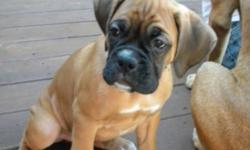 We have 2 beautiful puppies left from our large litter both girls
 First shots, tails, dewclaws, dewormed,
vet checked.  Pictures show Mom and Dad which are on site
These boxers are very calm and well behaved just like their
parents.  Must see you will