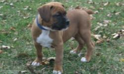 3 adorable Boxer puppies left looking for loving forever home out of a litter of a healthy litter of 7 puppies. We have 2 fawn males $600 each, and 1 rare sealed brindle (black) female $700 left!!! These puppies are very friendly and love people and kids,