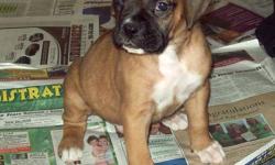 We have ONE female Boxer Puppy out of a litter of 8 left for sale. This healthy energetic puppy is a beauty and is looking for a loving home.
Their tails are docked and they have had their second Vet check, first shots and deworming.
 
Seven have gone to