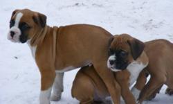 BOXER
PUPPIES
Priced to sell
Flashy Fawn's and straight Fawn's
Males and Females
8 Week's old and Ready To Go
They've all had their first visit to the Vet
where they received their shots, dewormer
and clean medical records.
Both parents can be seen.
For