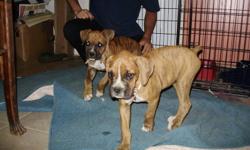 We have 2 gorgeous female brindle boxer puppies.  They are up to date on their shots and vet checks. They have their tales and dew claws done. These pups are very lovable and playful and ready to go. They are looking for a good home that is ready for a