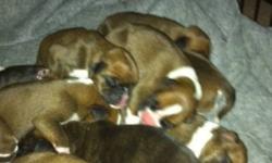 Boxer Pupies ready for the New Year!
4 female and 5 male available. 7 fawns and 2 flashy dark brindle.
Vet checked, dew claws removed and tails docked. First set of shots will  done  at 6 weeks.
Pic of litter
Pic of father to the litter below.(great blood