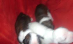4 females ,3 are white with spots and one is brindle
3 males ,2 brindles and one white
come with first shots n tails docked
We own both parents
$150 non refundable deposit
serious inquires only please
$1000