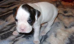 Start your new year off with a pure bred boxer ..only 4 more weeks ,then they will be ready to go to their new homes
very cute and cuddly
been around small children n dogs right from birth
4 females ,3 are white with spots and one is brindle
3 males ,2