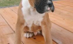 Gorgeous Boxers, Flashy Fawns, Black Mask Fawns, Males and Females. Also 1 white male and one brindle female
Tails cropped, Dew Claws removed. Vaccinated dewormed and ready for their new homes.
Some thing to suit everyone's taste. Parents on site and have