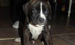 10 beautiful boxer mix puppies for sale .There are 7 boy and 3 girl the pictures show all of them the first 7 are the boys and the last 3 are girls they will be good to go on the 16 . They will have there firs shots which is included in the price of