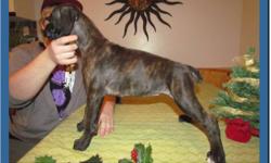 CKC Registered 1/2 European Brindle Boxers. 
1 girl, 3 boys left.
Image 1: boy
Image 2: boy
Image 3: girl
Image 4: boy
Puppies come with:* CKC Registration
* Tails and Dewclaws Removed
* First set of shots
* Dewormed
* 2 year Breeder Health Guarantee
*
